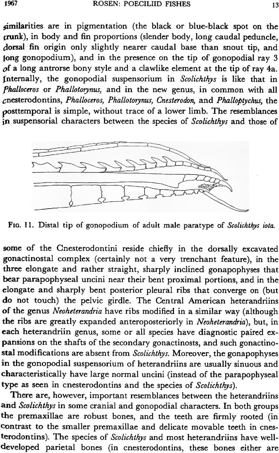 Internally, the gonopodial suspensorium in Scolichthys is like that in phalloceros or Phallotoiynus, and in the new genus, in common with all cnesterodontins, Phalloceros, Phallotorynus, Cnesterodon,