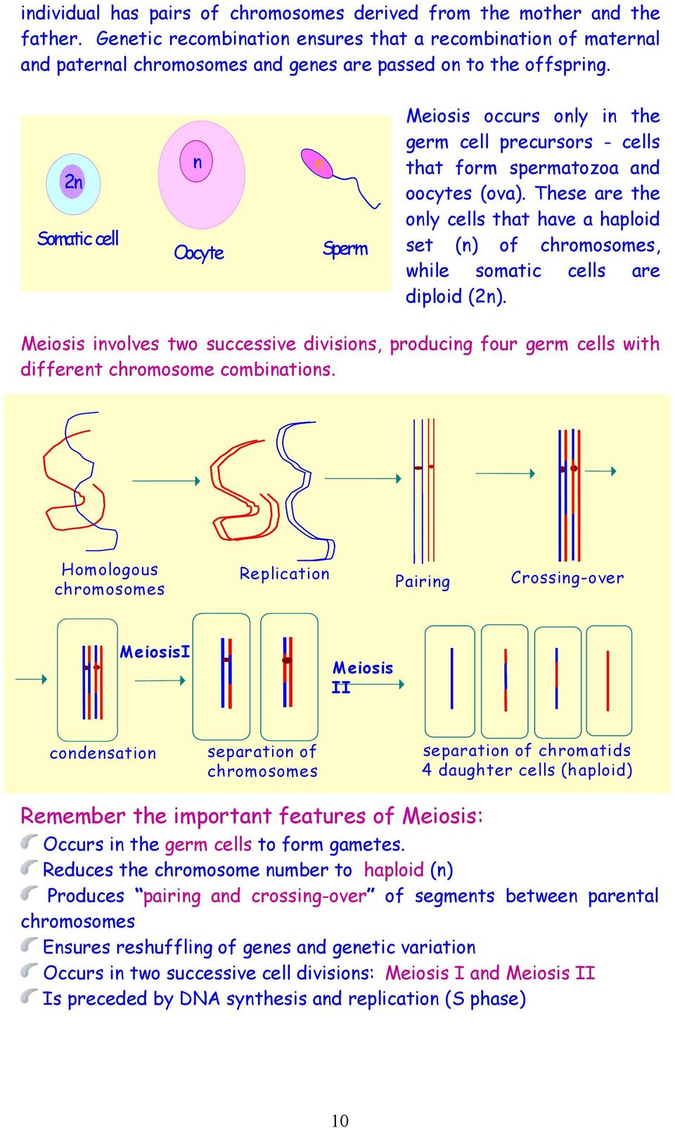 2n Somatic cell n Oocyte n Sperm Meiosis occurs only in the germ cell precursors - cells that form spermatozoa and oocytes (ova).