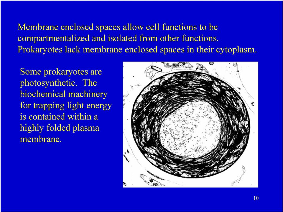 Prokaryotes lack membrane enclosed spaces in their cytoplasm.