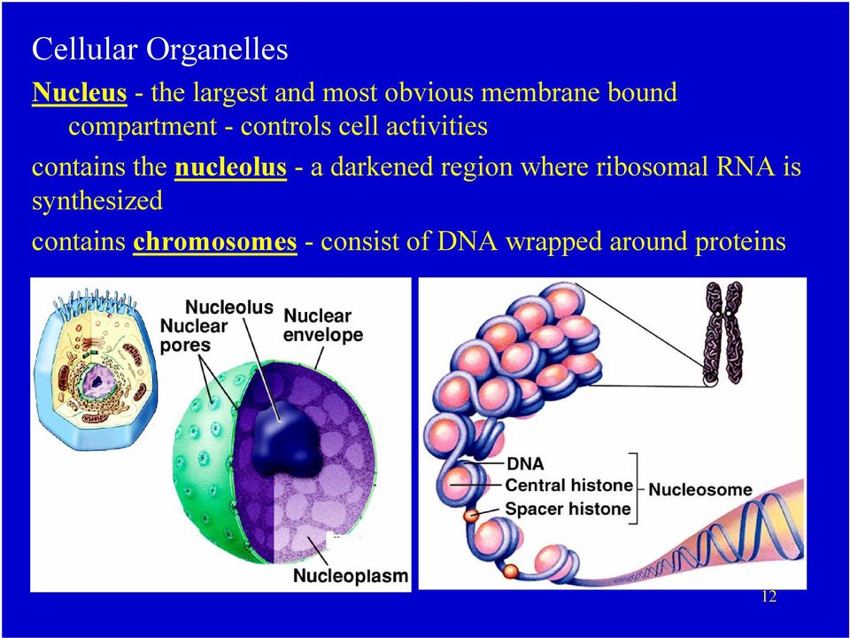 the nucleolus - a darkened region where ribosomal RNA is