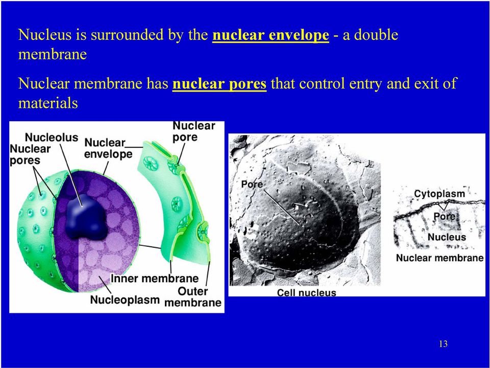 membrane Nuclear membrane has