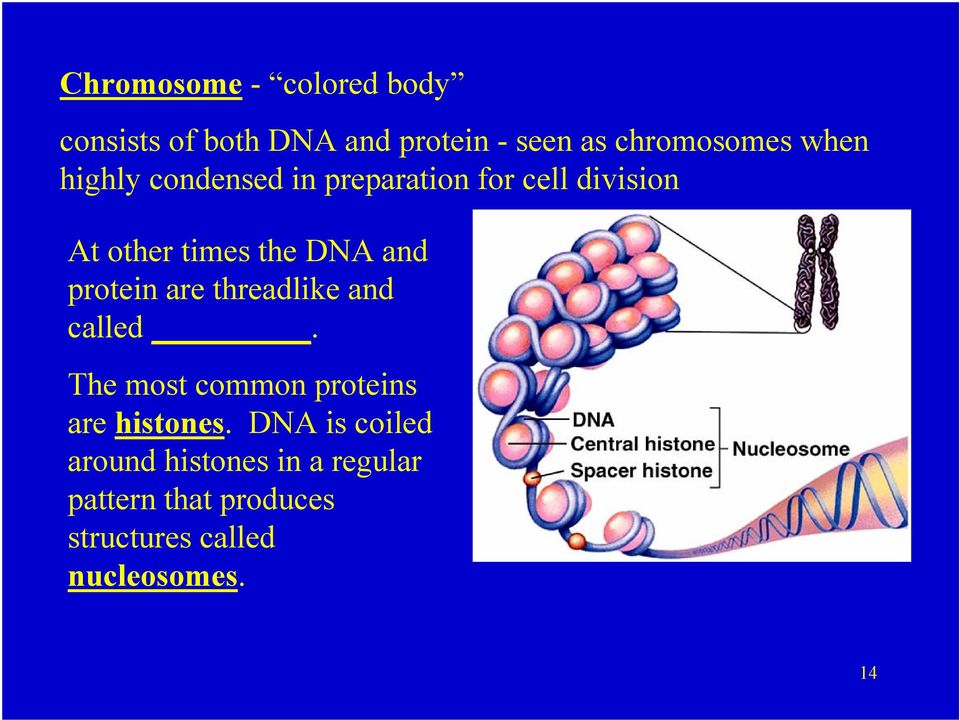 protein are threadlike and called. The most common proteins are histones.