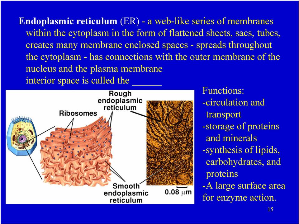 membrane of the nucleus and the plasma membrane interior space is called the Functions: -circulation and transport