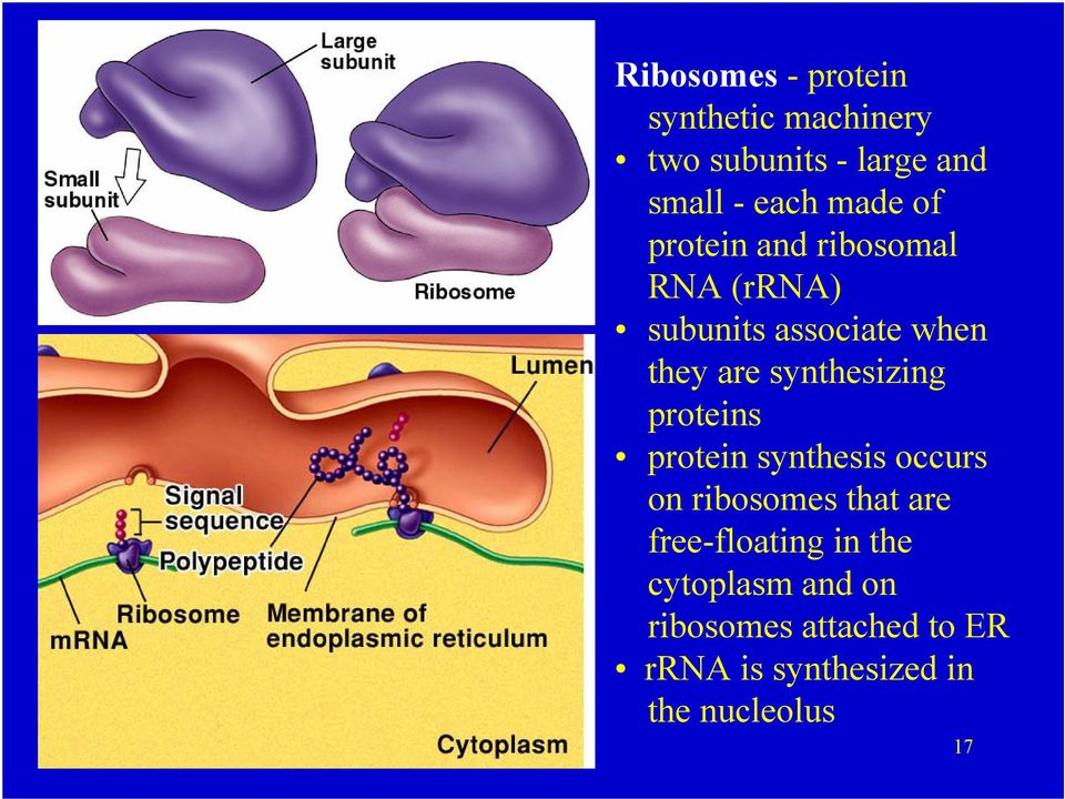 synthesizing proteins protein synthesis occurs on ribosomes that are