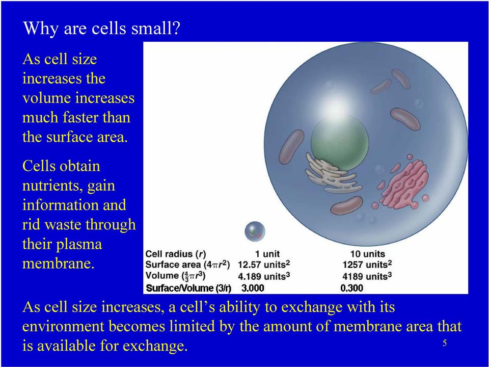Cells obtain nutrients, gain information and rid waste through their plasma membrane.