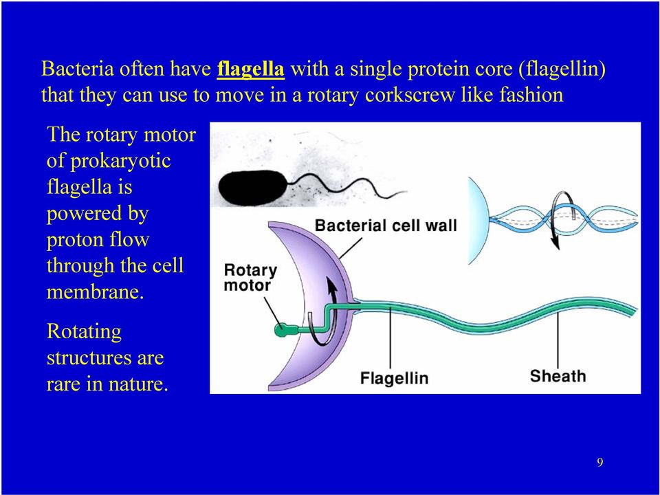 fashion The rotary motor of prokaryotic flagella is powered by
