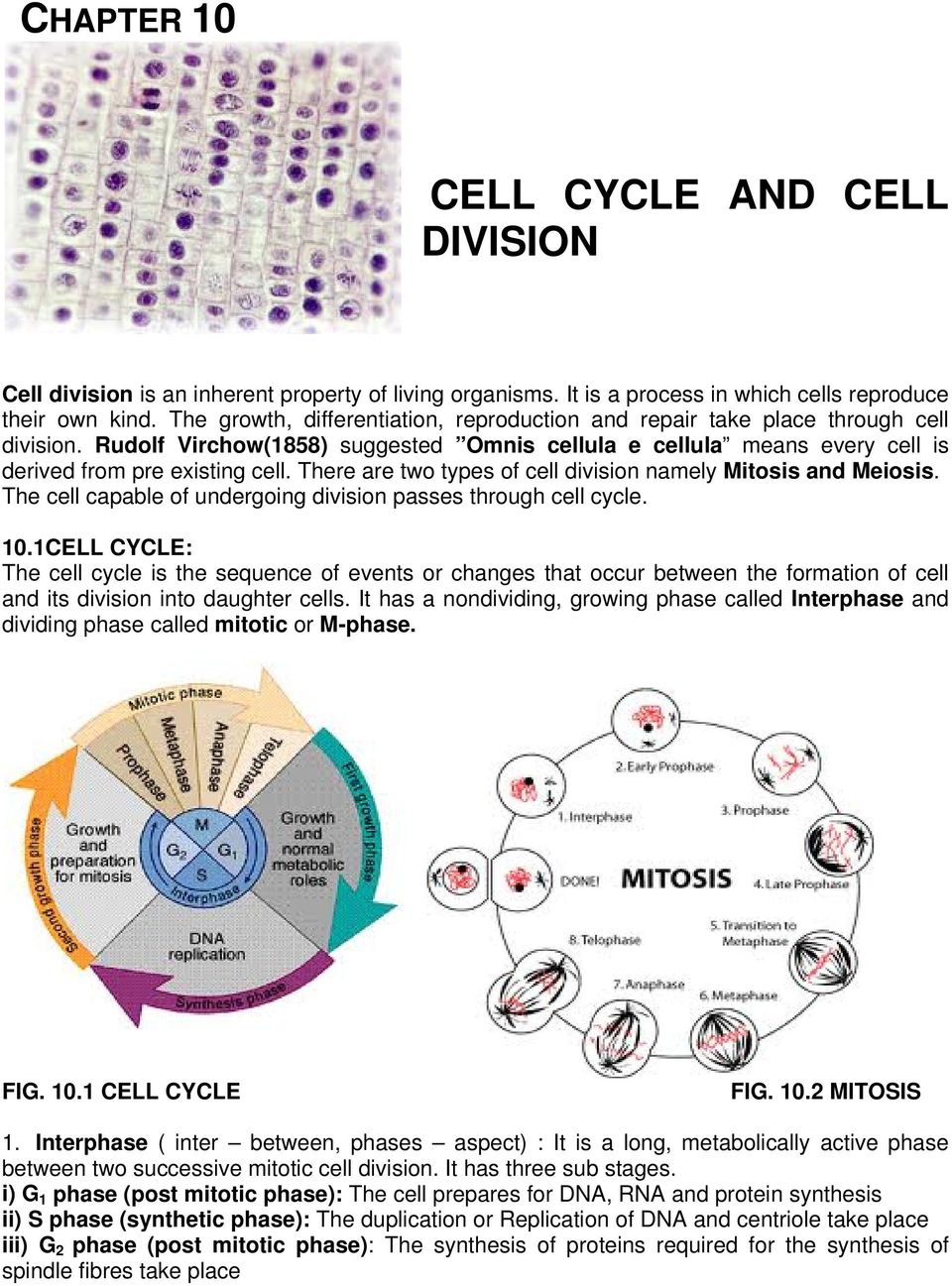 There are two types of cell division namely Mitosis and Meiosis. The cell capable of undergoing division passes through cell cycle. 10.