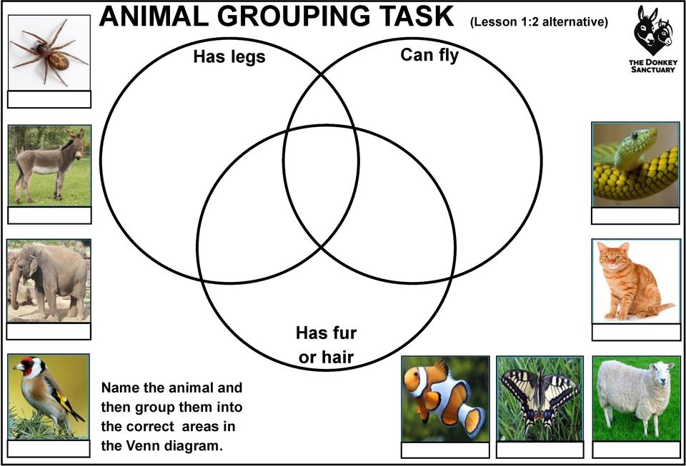 animal and then group them into the