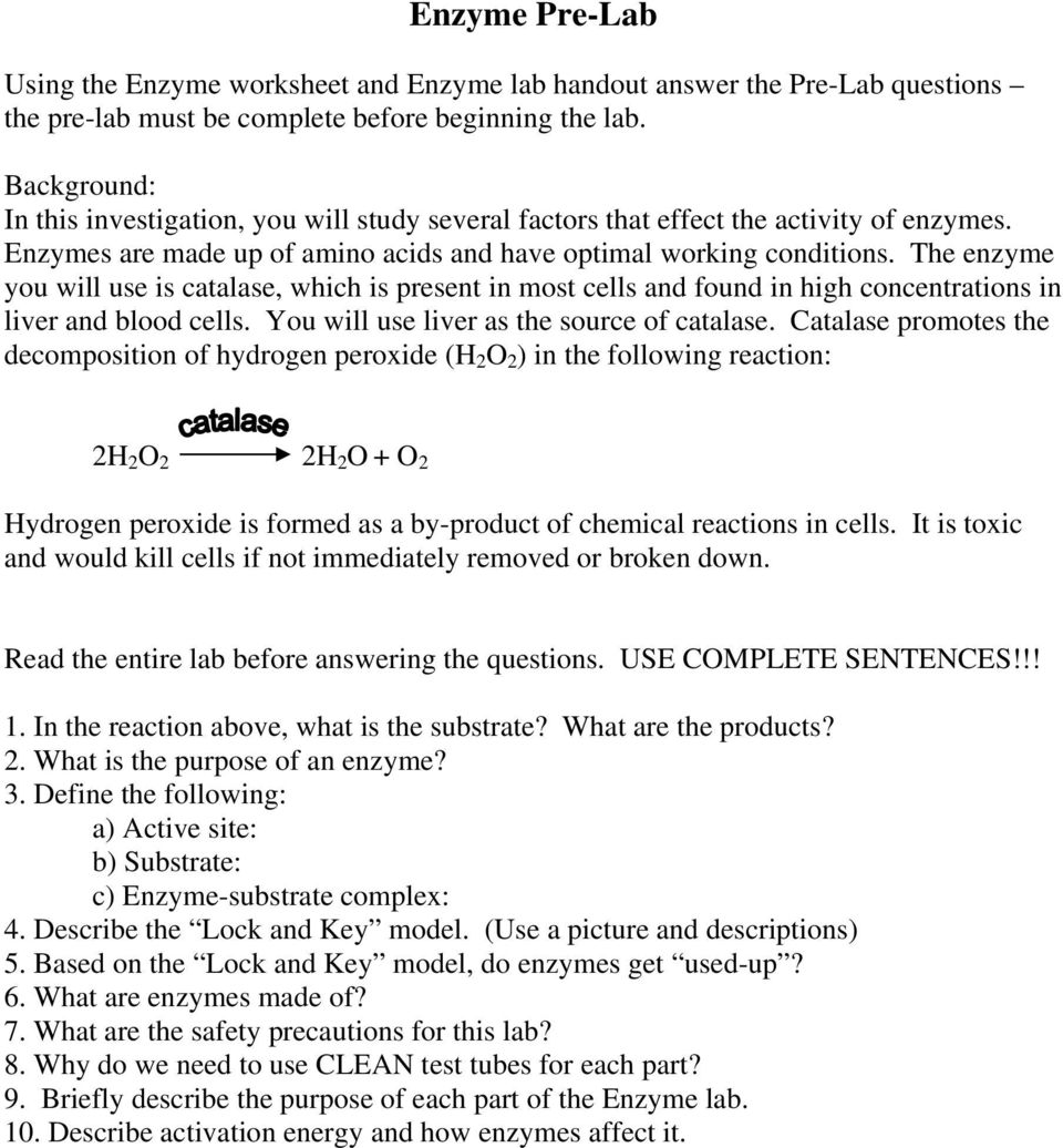 Enzyme Reactions Worksheet Answers - Nidecmege Pertaining To Enzyme Reactions Worksheet Answers