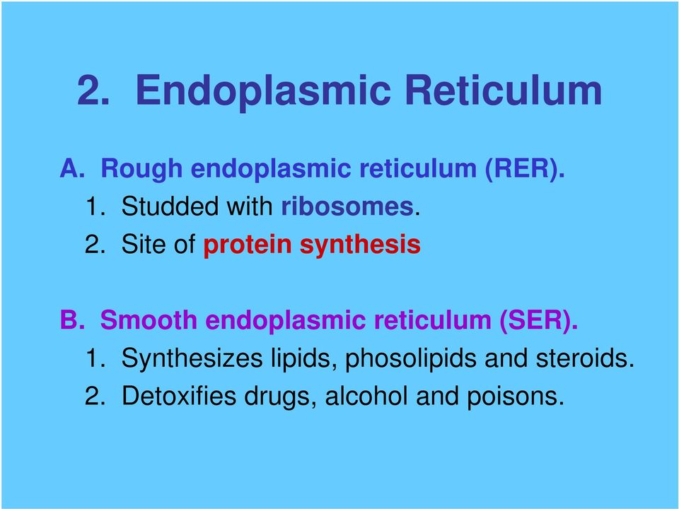 Smooth endoplasmic reticulum (SER). 1.