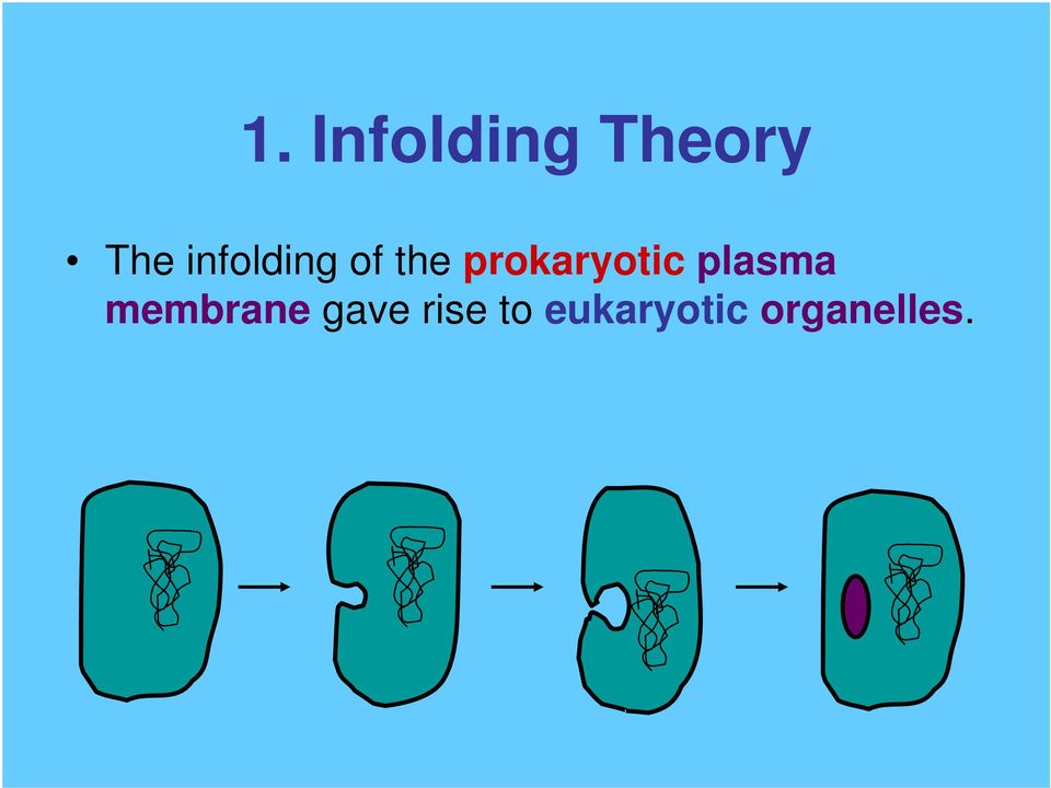 prokaryotic plasma