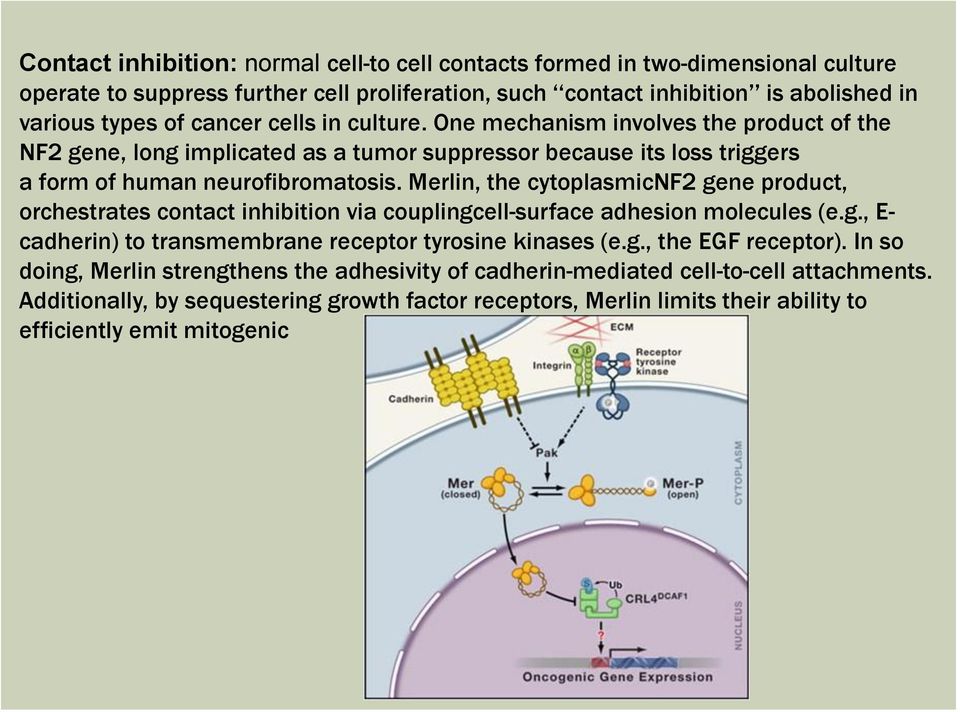 Merlin, the cytoplasmicnf2 gene product, orchestrates contact inhibition via couplingcell-surface adhesion molecules (e.g., E- cadherin) to transmembrane receptor tyrosine kinases (e.g., the EGF receptor).