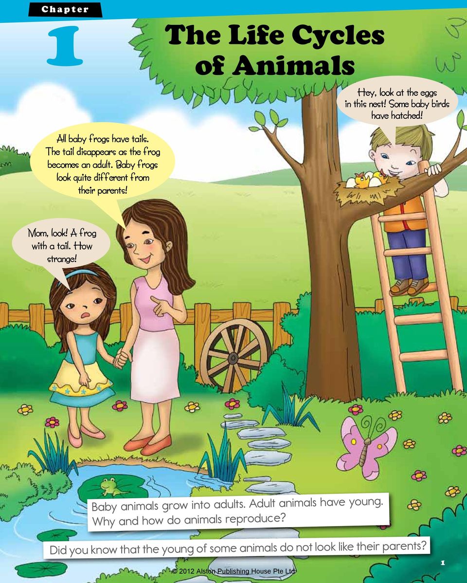 The Life Cycles of Animals - PDF Free Download