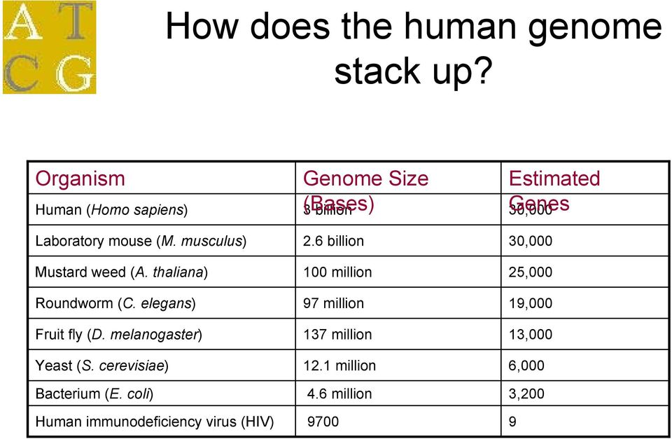 cerevisiae) Bacterium (E. coli) Human immunodeficiency virus (HIV) Genome Size (Bases) 3 billion 2.