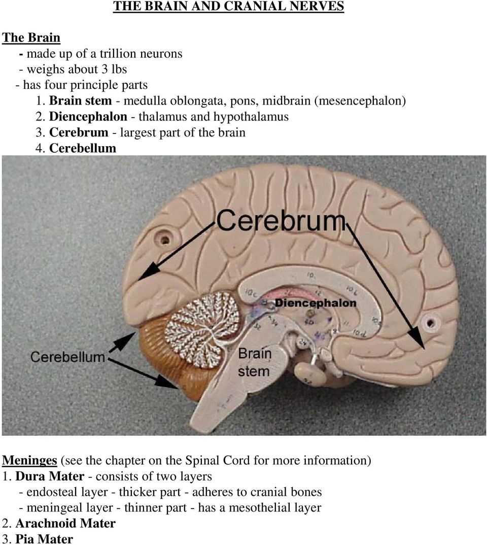 Cerebrum - largest part of the brain 4. Cerebellum Meninges (see the chapter on the Spinal Cord for more information) 1.