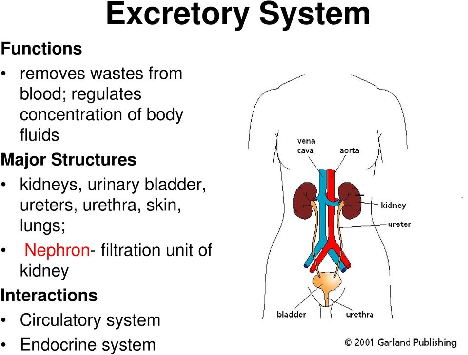 kidneys, urinary bladder, ureters, urethra, skin, lungs;