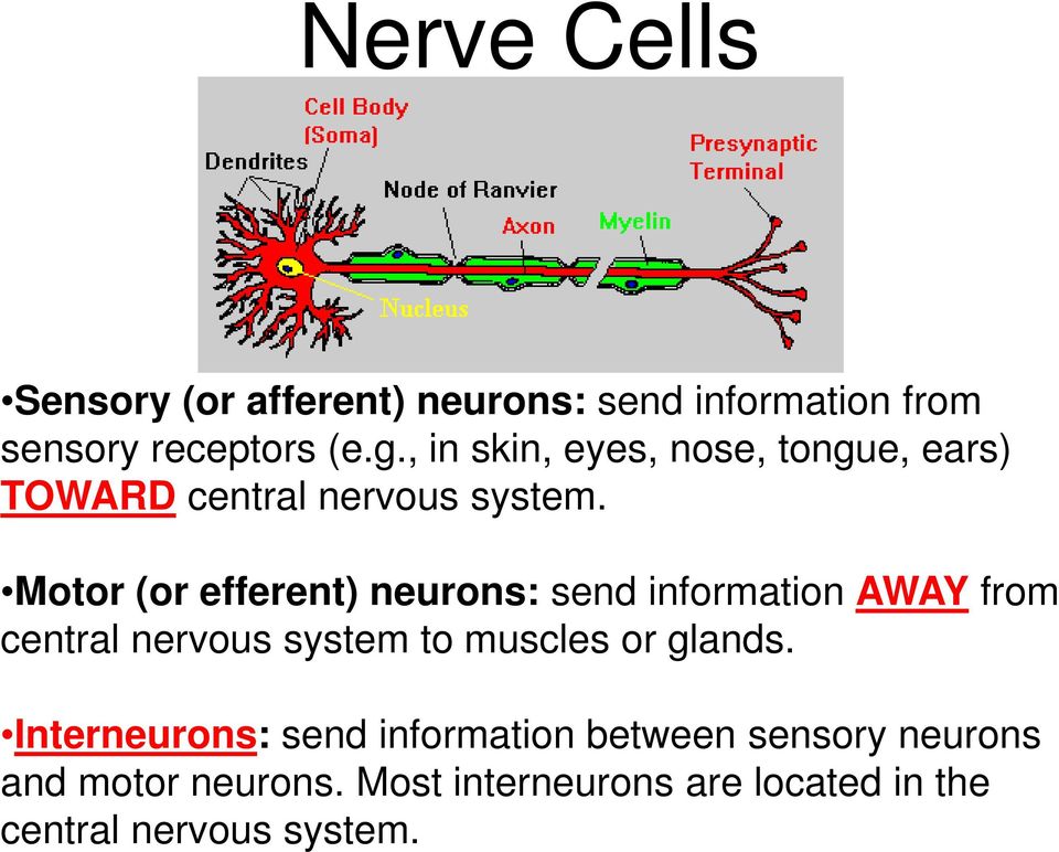 Motor (or efferent) neurons: send information AWAY from central nervous system to muscles or
