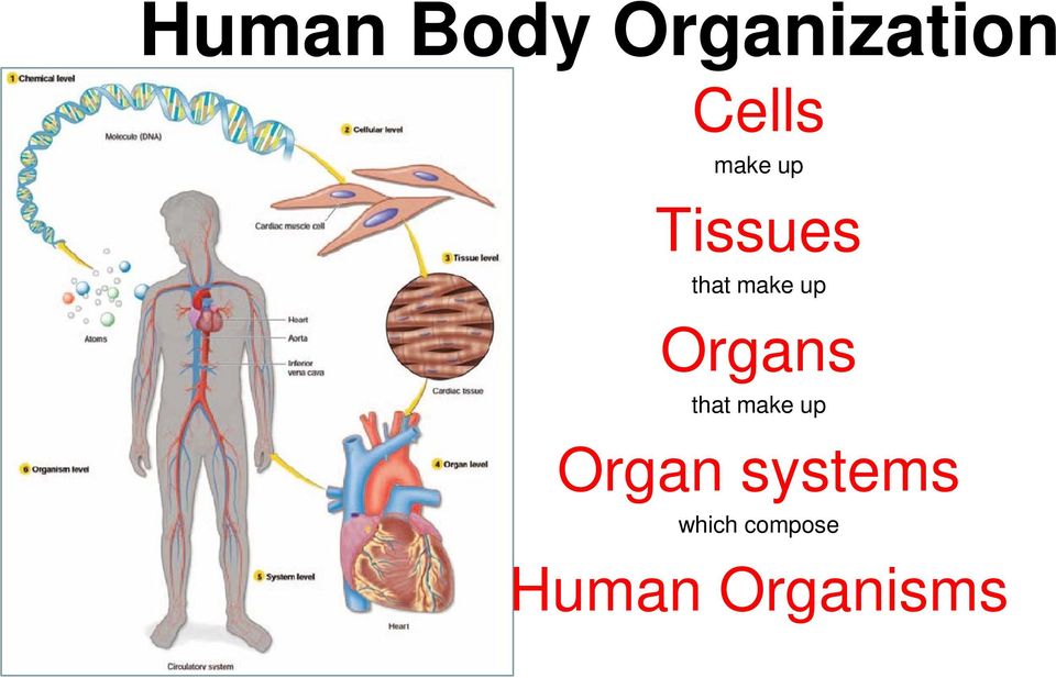 Organs that make up Organ