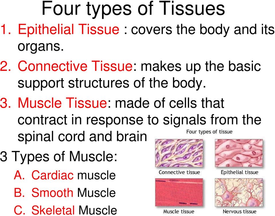 Muscle Tissue: made of cells that contract in response to signals from the