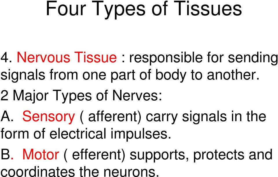 body to another. 2 Major Types of Nerves: A.