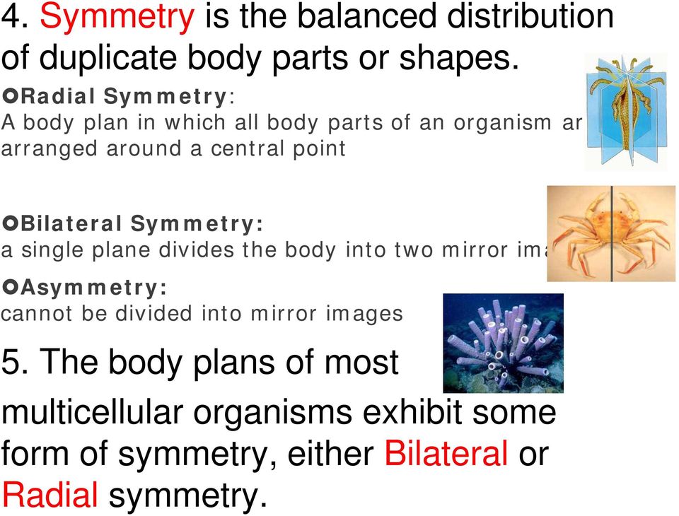 Bilateral Symmetry: a single plane divides the body into two mirror images Asymmetry: cannot be divided
