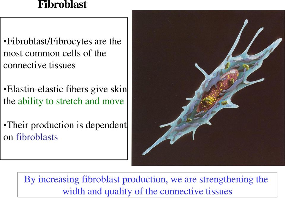 and move Their production is dependent on fibroblasts By increasing