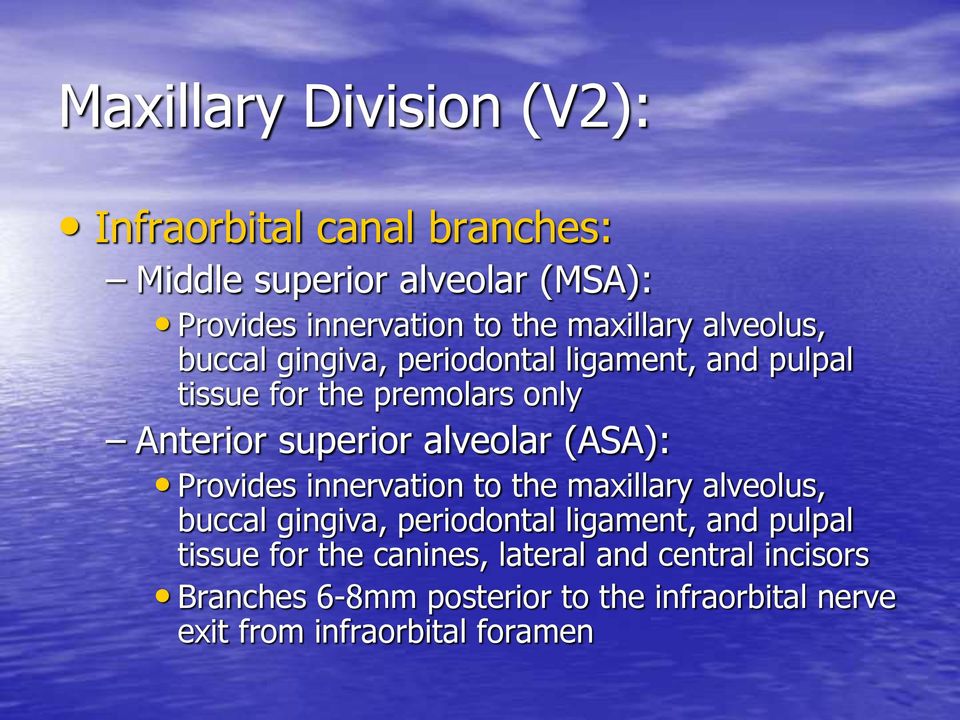 alveolar (ASA): Provides innervation to the maxillary alveolus, buccal gingiva, periodontal ligament, and pulpal tissue
