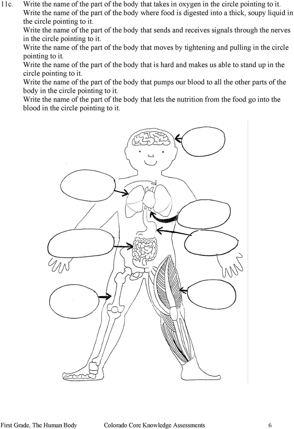 Write the name of the part of the body that sends and receives signals through the nerves in the circle pointing to it.