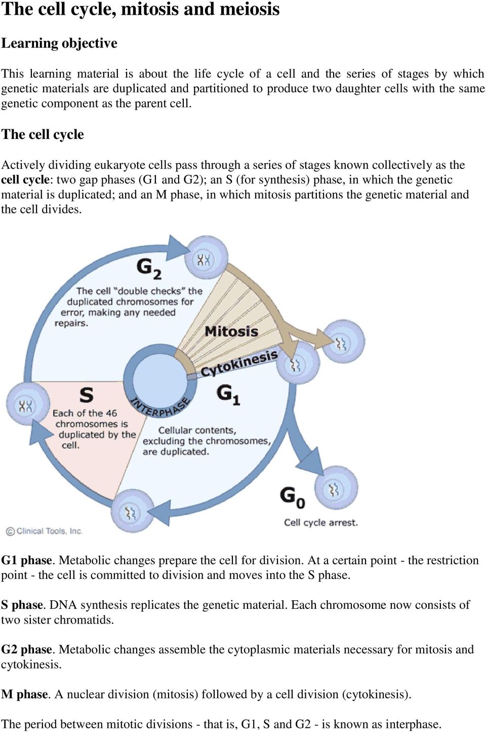 The cell cycle Actively dividing eukaryote cells pass through a series of stages known collectively as the cell cycle: two gap phases (G1 and G2); an S (for synthesis) phase, in which the genetic