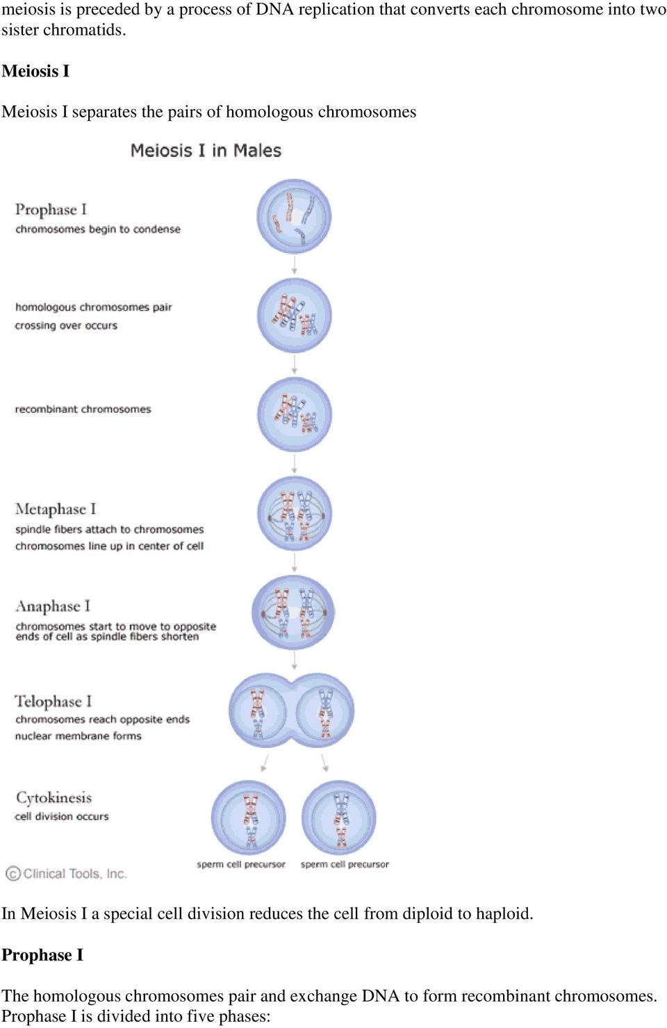 Meiosis I Meiosis I separates the pairs of homologous chromosomes In Meiosis I a special cell