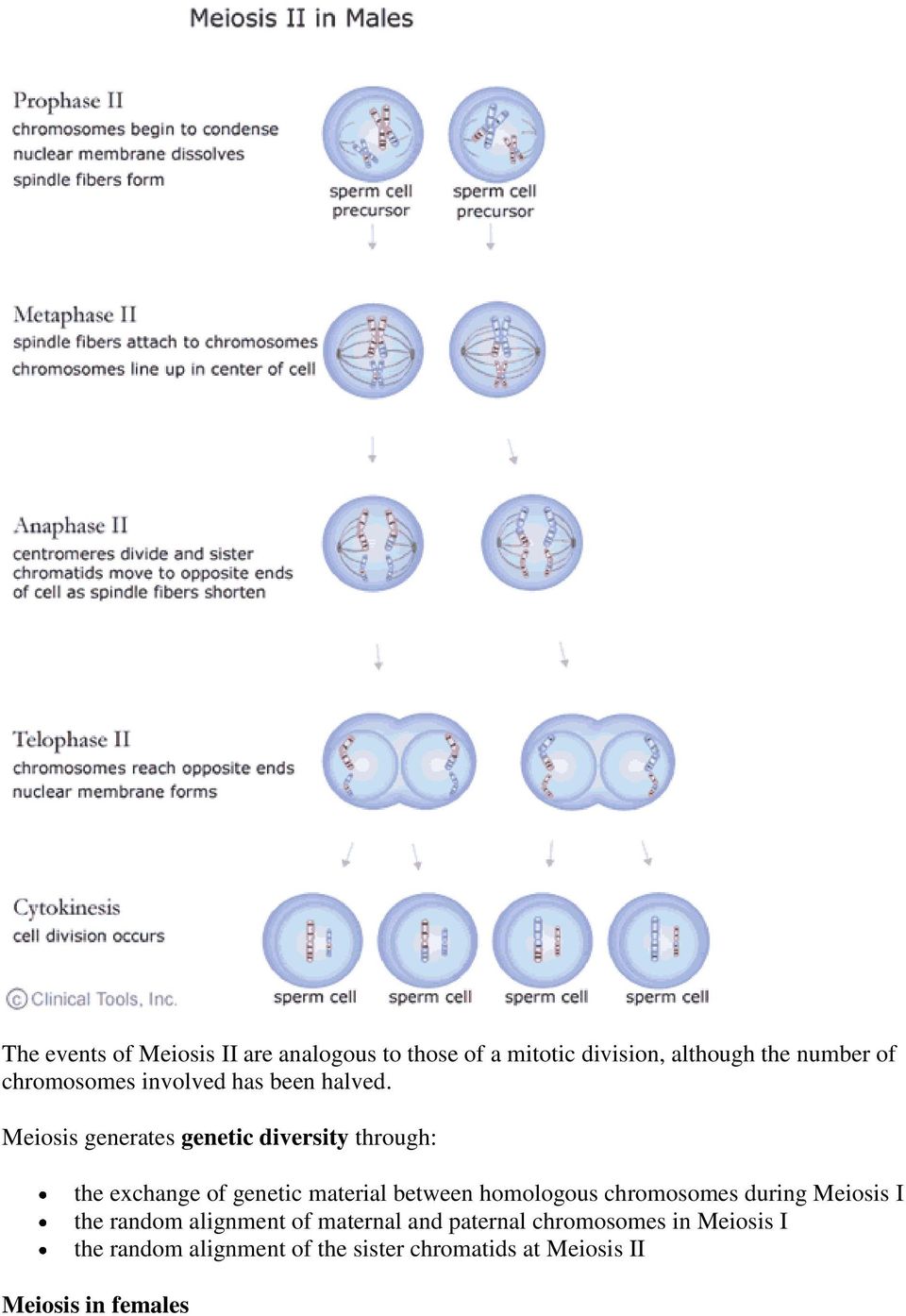 Meiosis generates genetic diversity through: the exchange of genetic material between homologous