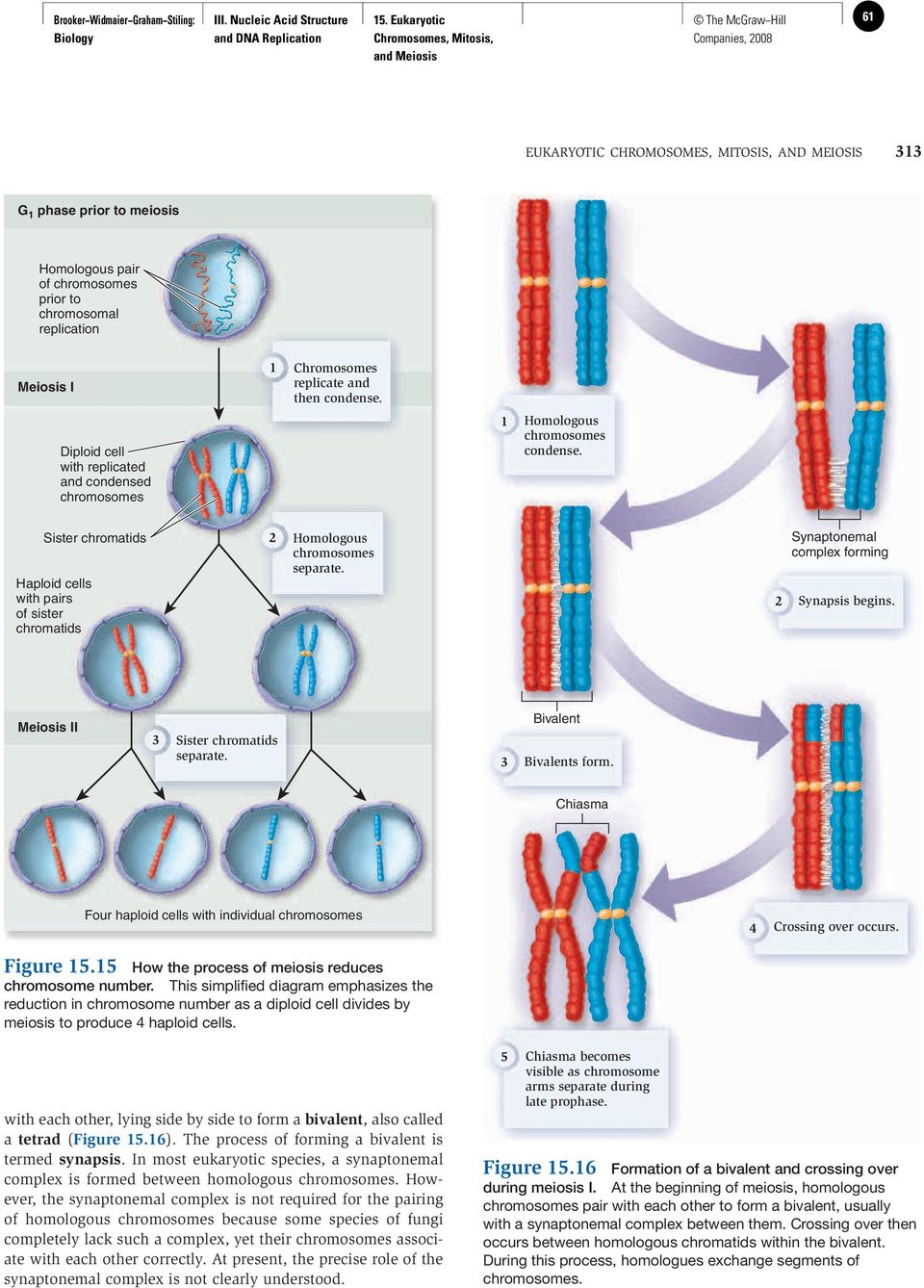 replicate and then condense. Diploid cell with replicated and condensed chromosomes 1 Homologous chromosomes condense.
