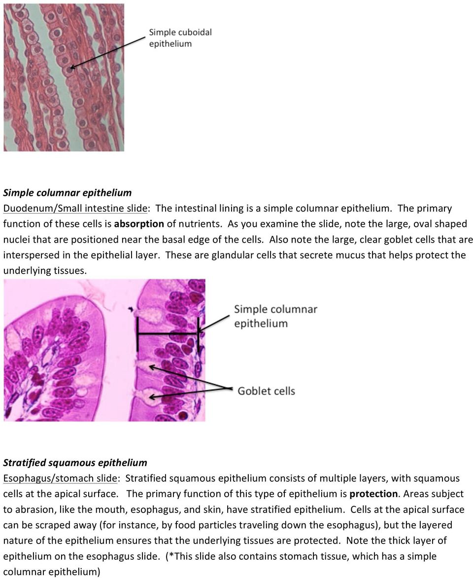 Also note the large, clear goblet cells that are interspersed in the epithelial layer. These are glandular cells that secrete mucus that helps protect the underlying tissues.