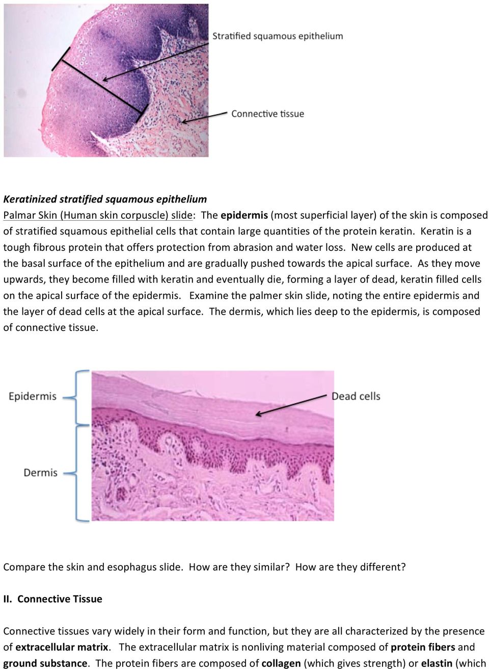 New cells are produced at the basal surface of the epithelium and are gradually pushed towards the apical surface.