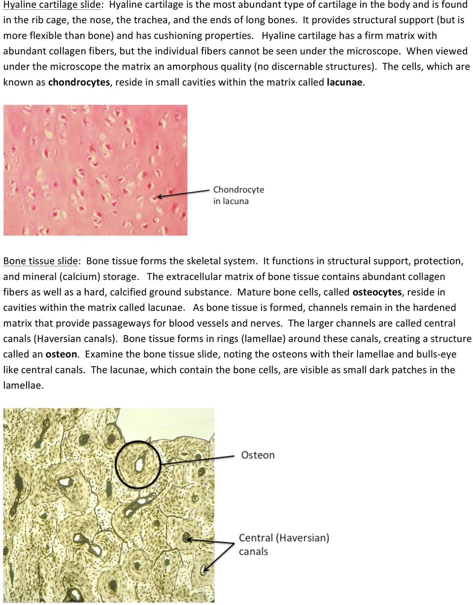 Hyaline cartilage has a firm matrix with abundant collagen fibers, but the individual fibers cannot be seen under the microscope.