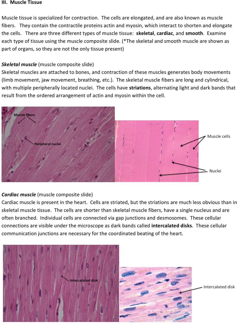 Examine each type of tissue using the muscle composite slide.