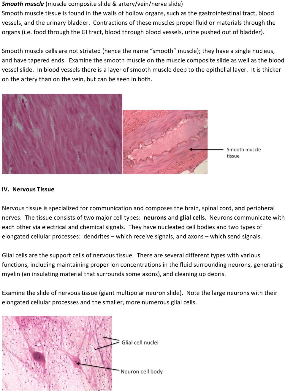 Smooth muscle cells are not striated (hence the name smooth muscle); they have a single nucleus, and have tapered ends.