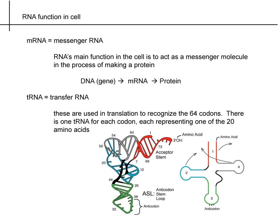 RNA DNA (gene) mrna Protein these are used in translation to recognize the 64