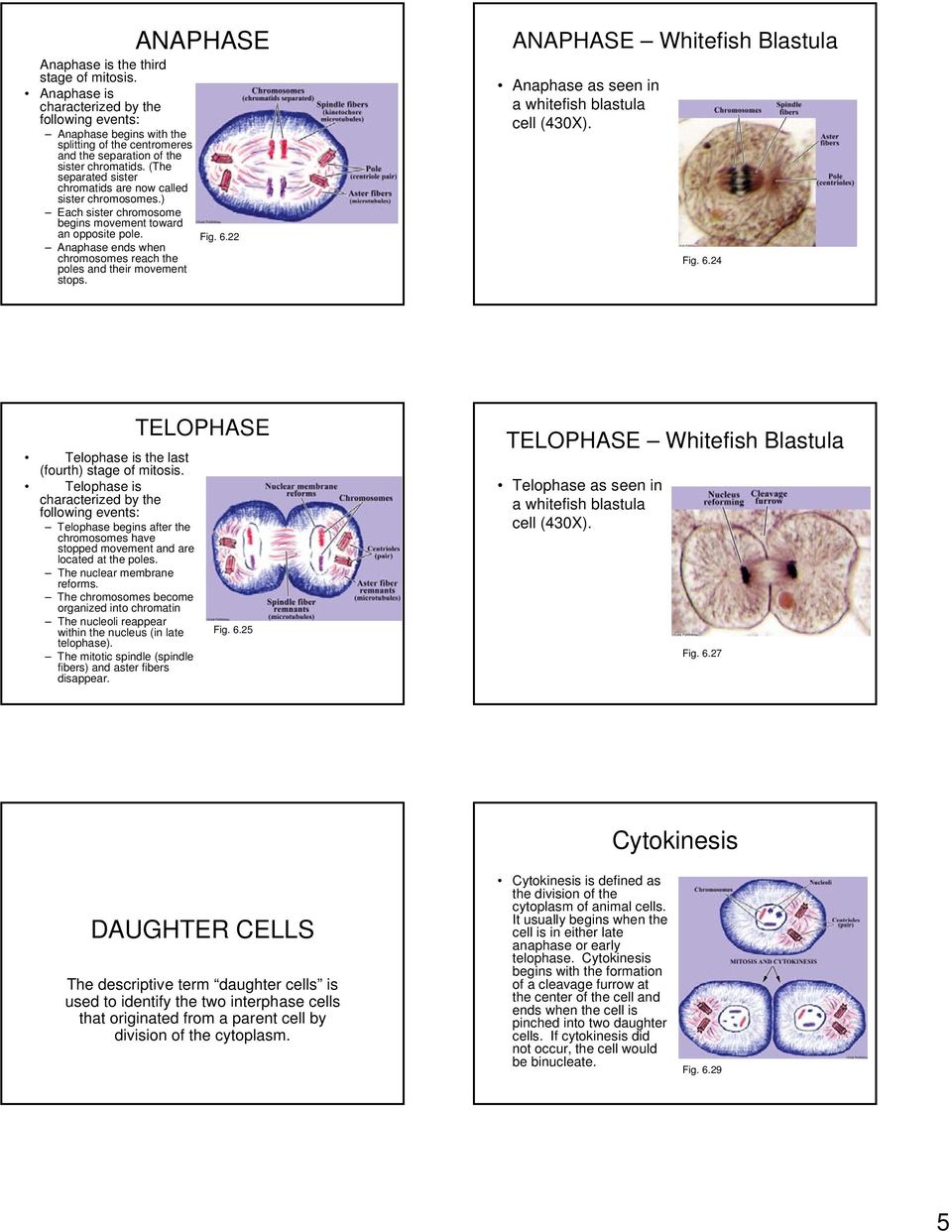 6.22 ANAPHASE Whitefish Blastula Anaphase as seen in a whitefish blastula cell (430X). Fig. 6.24 Telophase is the last (fourth) stage of mitosis.
