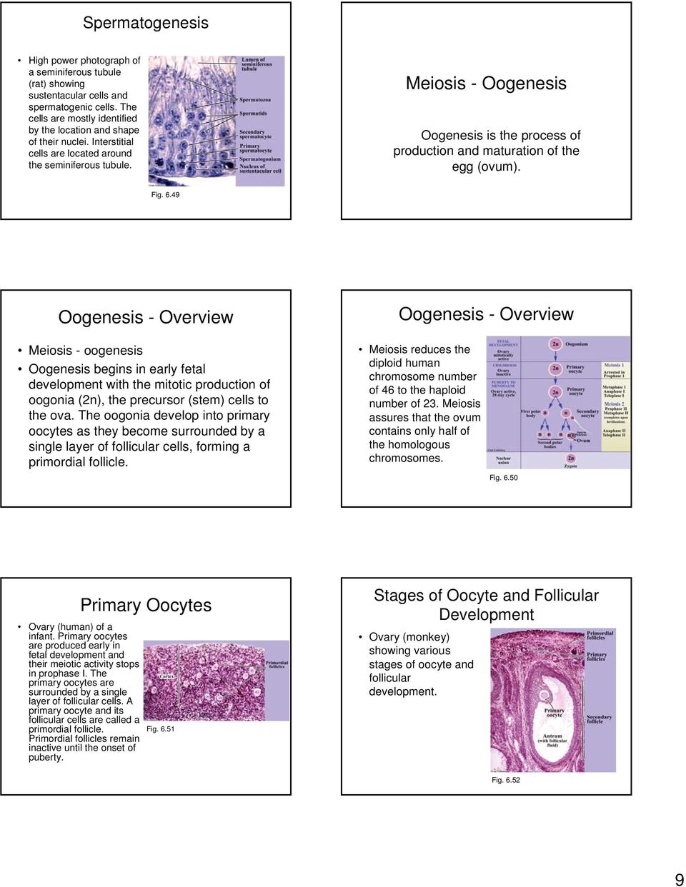 49 Oogenesis - Overview Oogenesis - Overview Meiosis - oogenesis Oogenesis begins in early fetal development with the mitotic production of oogonia (2n), the precursor (stem) cells to the ova.