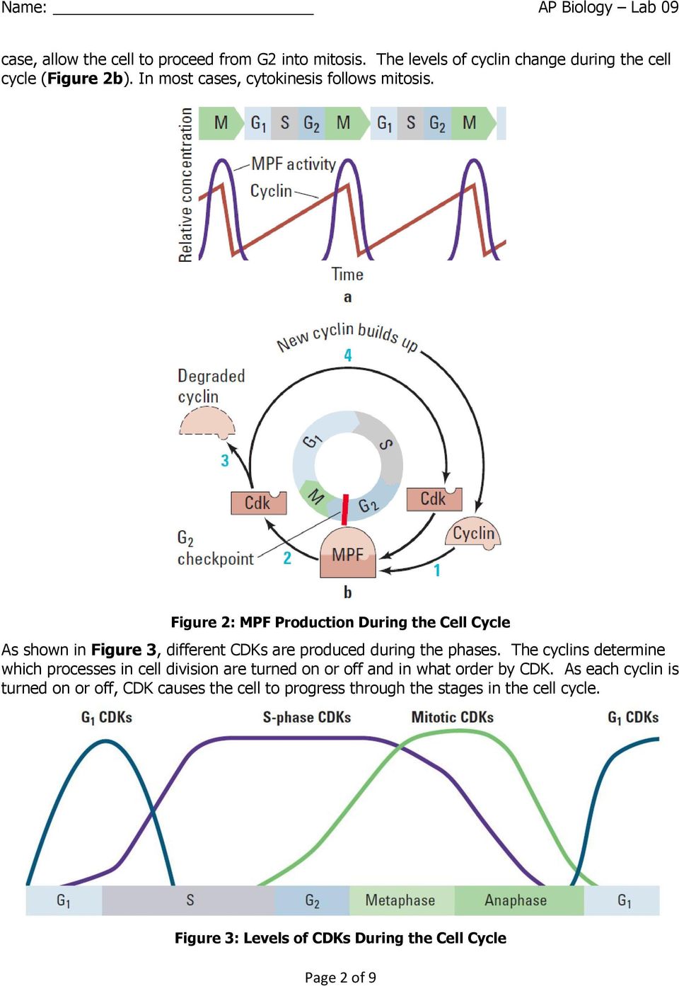 Figure 2: MPF Production During the Cell Cycle As shown in Figure 3, different CDKs are produced during the phases.