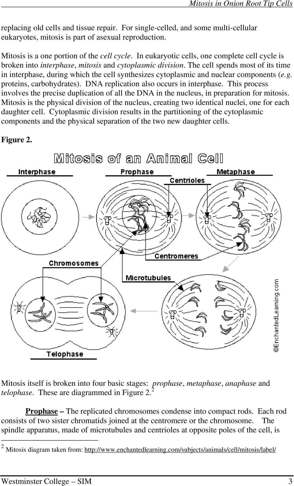 The cell spends most of its time in interphase, during which the cell synthesizes cytoplasmic and nuclear components (e.g. proteins, carbohydrates). DNA replication also occurs in interphase.