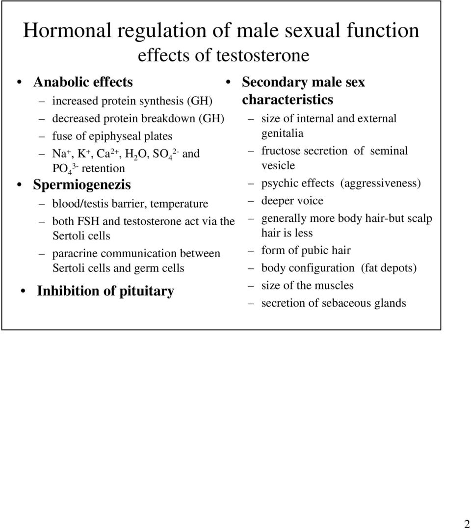 between Sertoli cells and germ cells Inhibition of pituitary Secondary male sex characteristics size of internal and external genitalia fructose secretion of seminal vesicle psychic