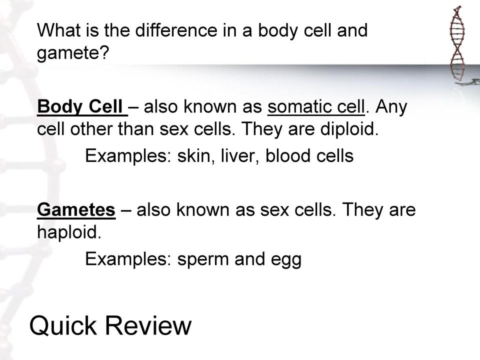 Any cell other than sex cells. They are diploid.