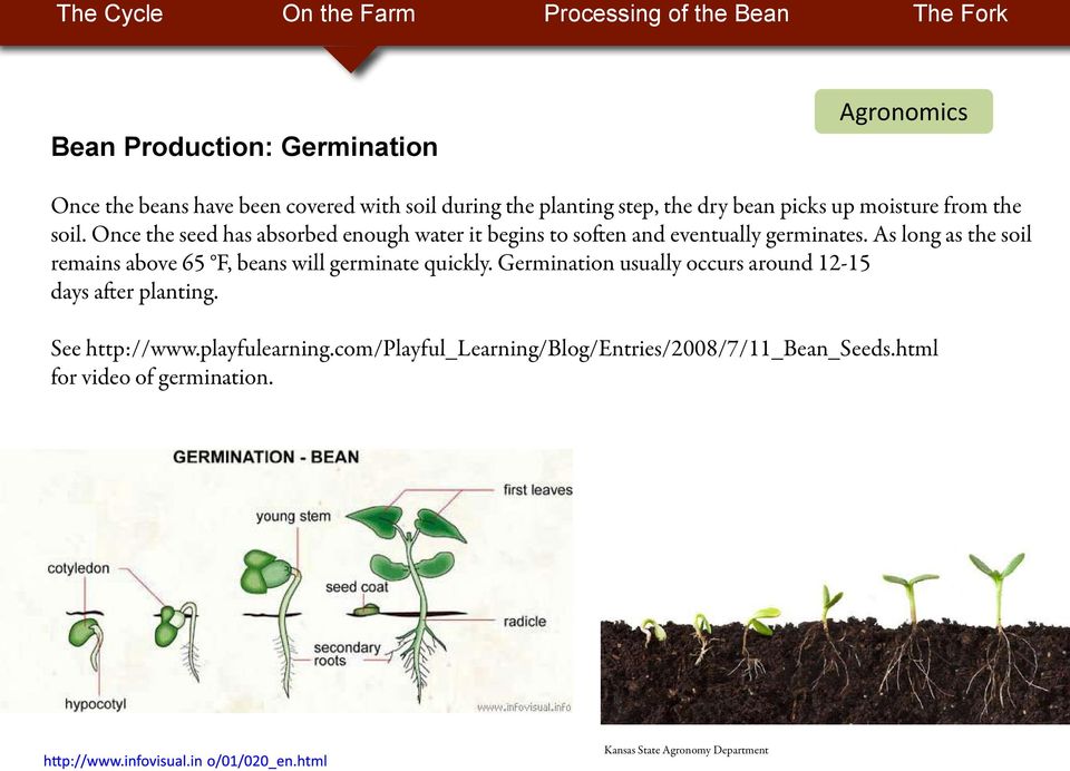 As long as the soil remains above 65 F, beans will germinate quickly. Germination usually occurs around 12-15 days after planting.