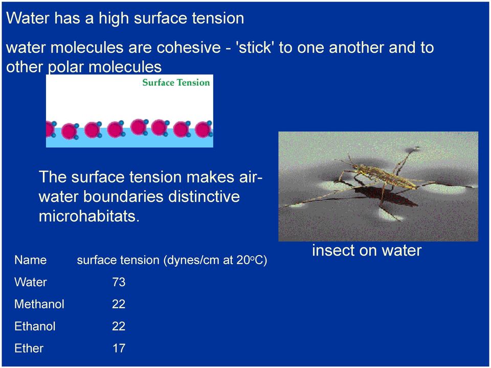 airwater boundaries distinctive microhabitats.