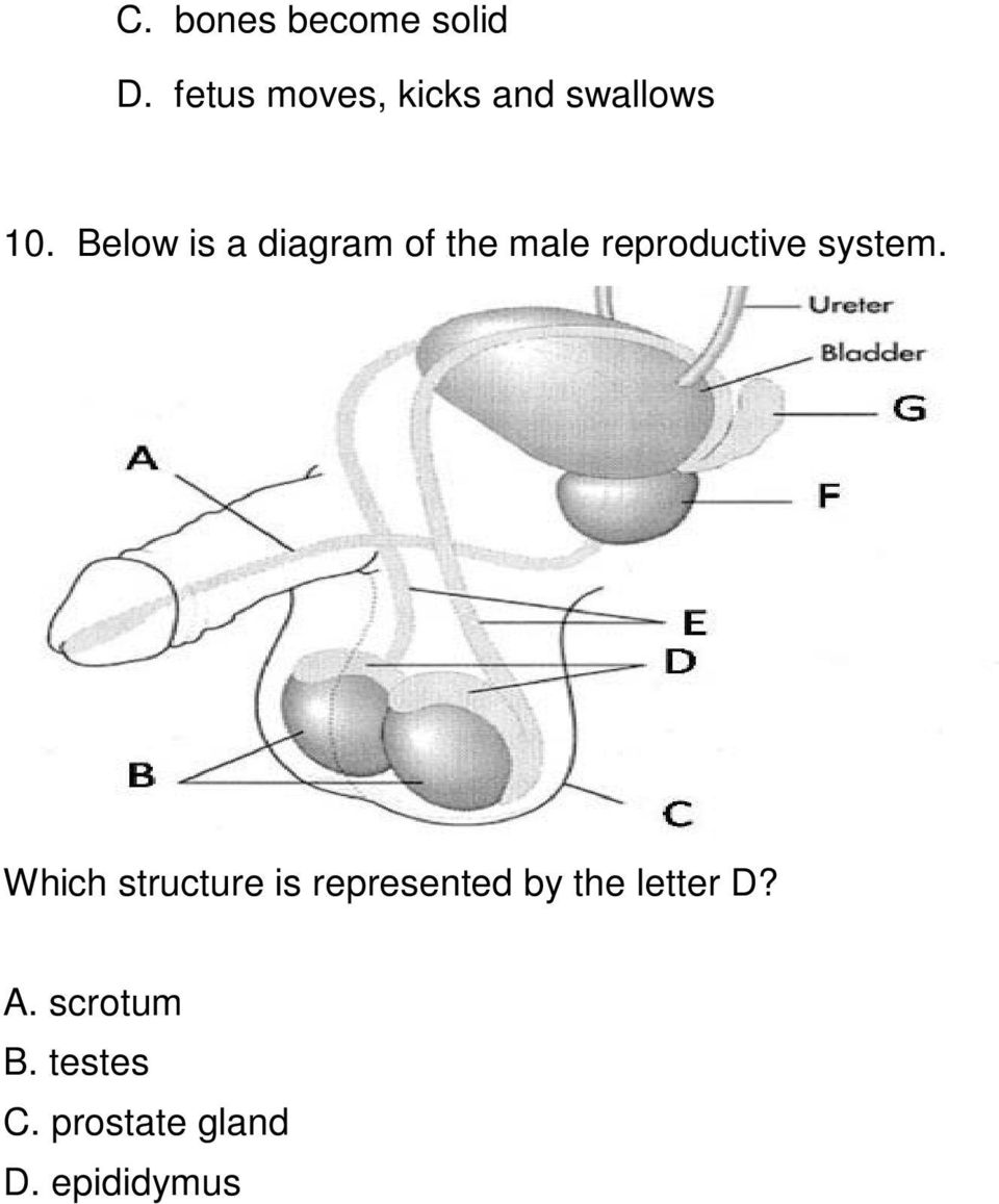 Below is a diagram of the male reproductive system.