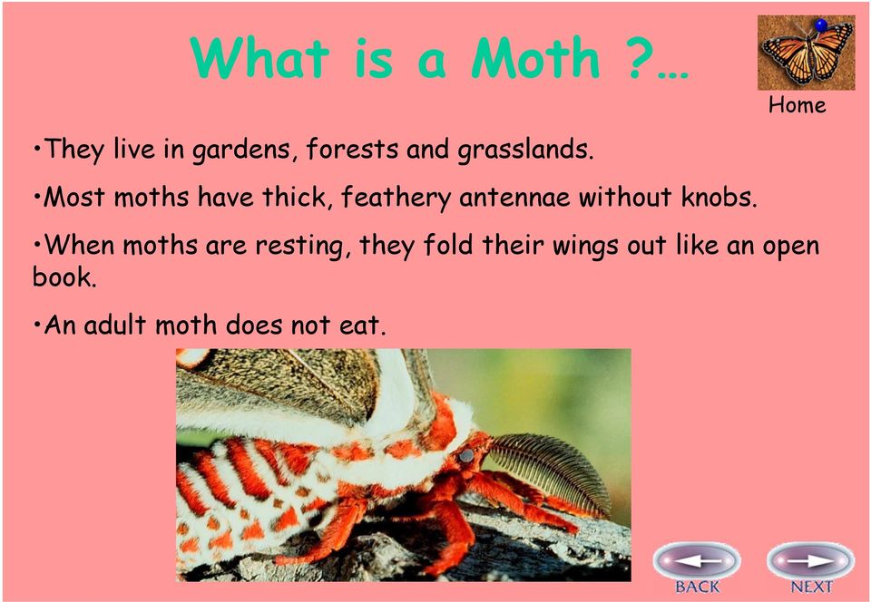 Most moths have thick, feathery antennae without