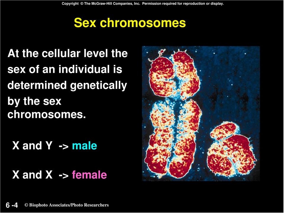Sex chromosomes At the cellular level the sex of an individual is