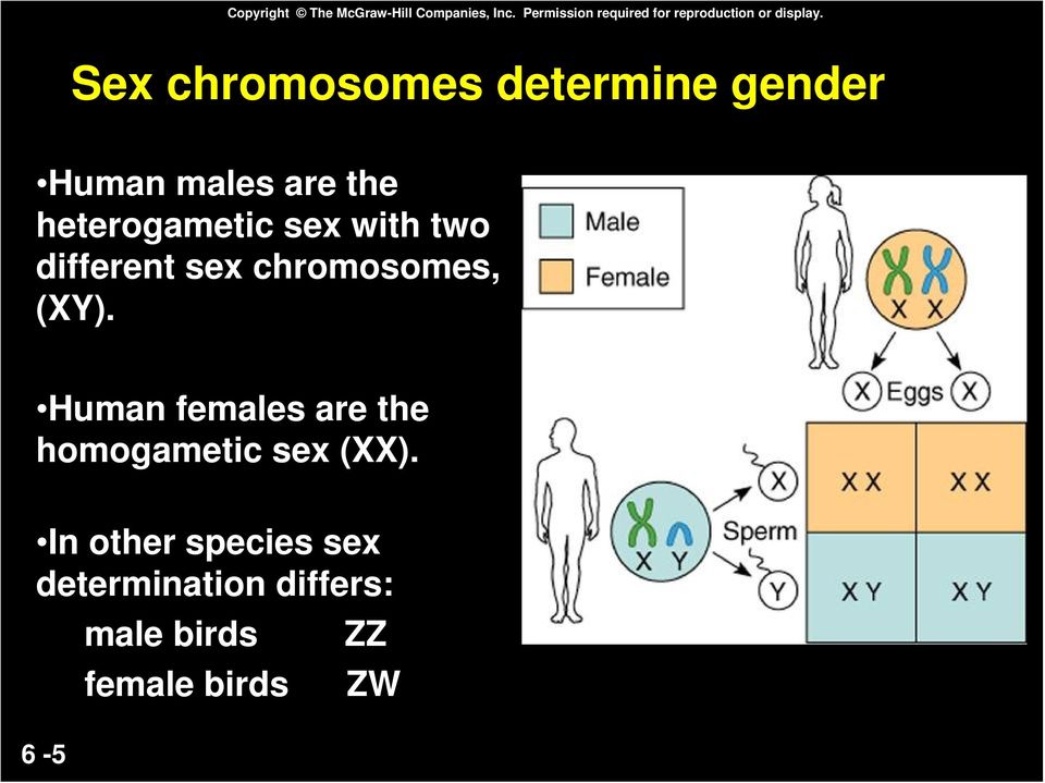 Sex chromosomes determine gender Human males are the heterogametic sex with two